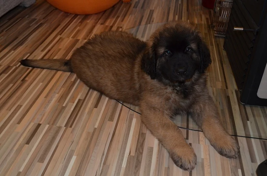 Leonberger holčička